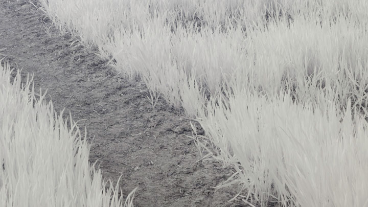 Crop from photo taken with Canon RF 28mm f/2.8 lens and Zomei 760 filter on full spectrum converted Canon R5 camera