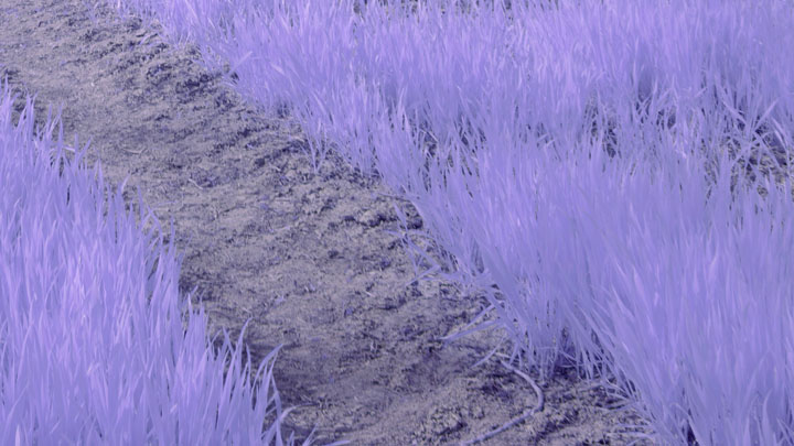 Crop from photo taken with Schneider-Kreuznach Xenon Emerald f/2.8 lens and 82mm screw-in orange filter on full spectrum converted Canon R5 camera