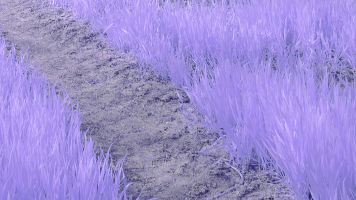 Crop from photo taken with Schneider-Kreuznach Xenon Emerald f/2.8 lens and CB565 filter on full spectrum converted Canon R5 camera