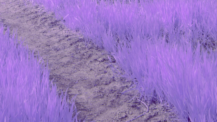 Crop from photo taken with Schneider-Kreuznach Xenon Emerald f/2.8 lens and Lee 101 filter on full spectrum converted Canon R5 camera