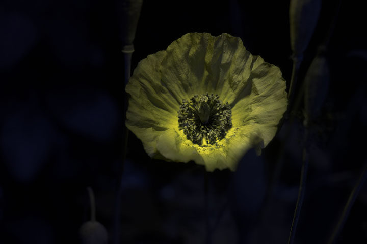 UV photograph of a Poppy flower, lit by 365nm flashlight