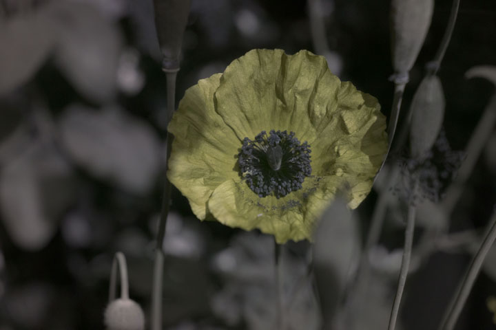 UV photograph of a Poppy flower, lit by Sunlight