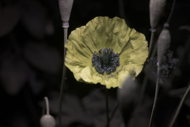 UV photograph of a Poppy flower, lit by Xenon flash