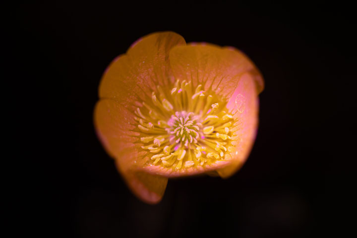 Photo of a buttercup flower - UVIVF + some visible light, lit by 365nm flashlight and natural light
