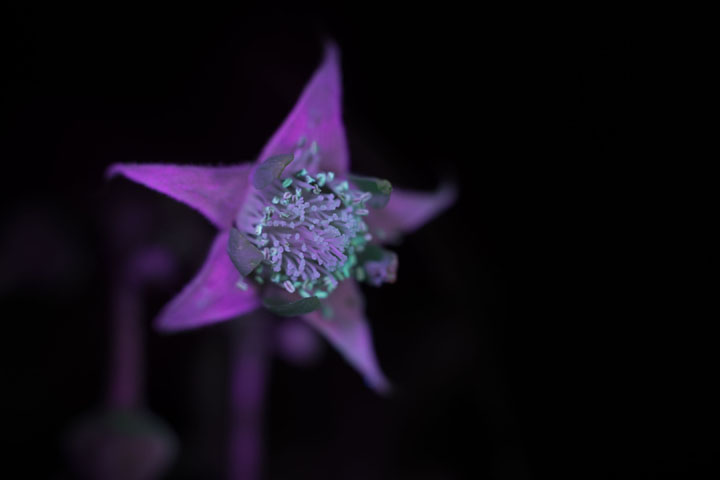 Photo of a raspberry flower - UVIVF + some visible light leak, lit by 365nm flashlight