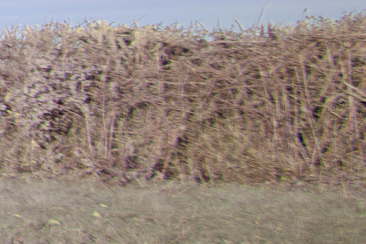 Edge crop of full spectrum photo taken with Canon RF 16mm f/2.8 lens, lens corrections turned off