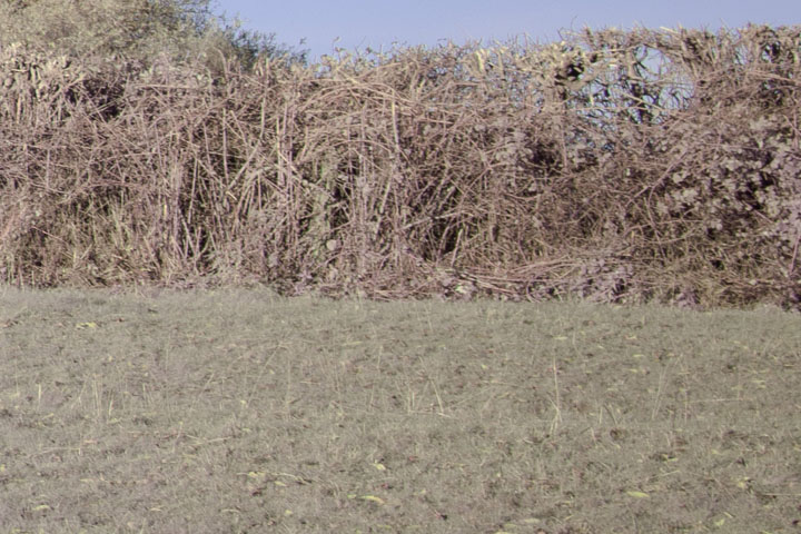 Edge crop of full spectrum photo taken with Canon RF 28mm f/2.8 lens, lens corrections turned off