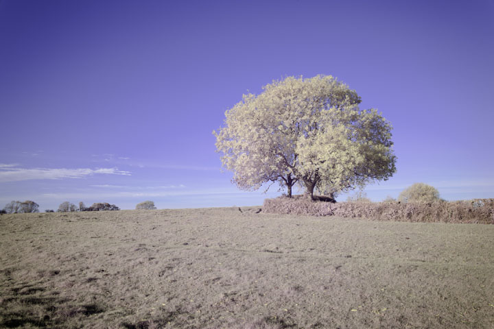 Full spectrum photo taken with Canon RF 28mm f/2.8 lens, lens corrections turned off