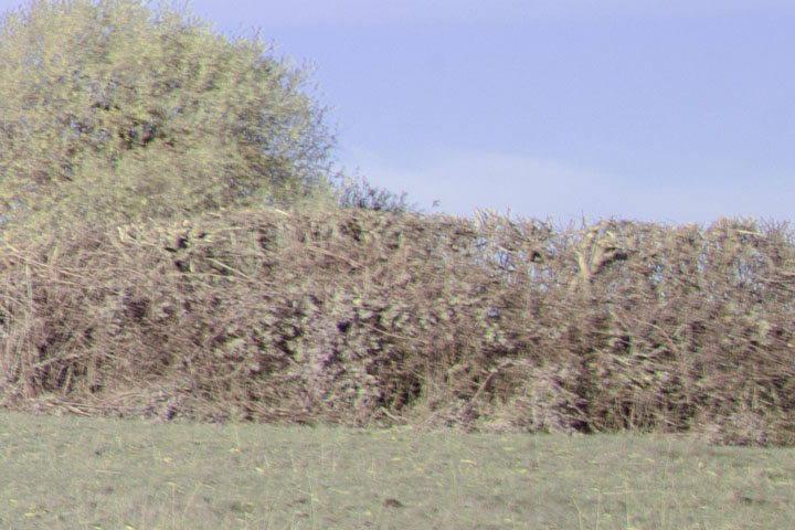 Edge crop of full spectrum photo taken with Canon RF 35mm f/1.8 lens, lens corrections turned off