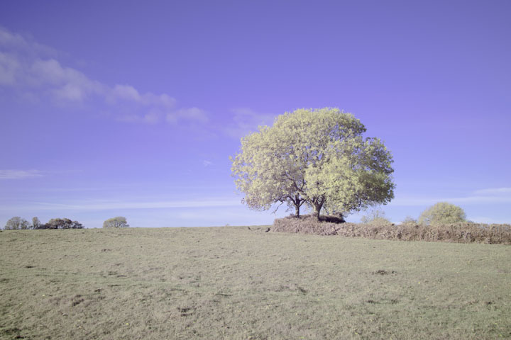 Full spectrum photo taken with Canon RF 35mm f/1.8 lens, lens corrections turned off