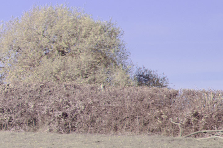 Edge crop of full spectrum photo taken with Canon RF 50mm f/1.8 lens, lens corrections turned off