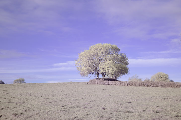 Full spectrum photo taken with Canon RF 50mm f/1.8 lens, lens corrections turned off