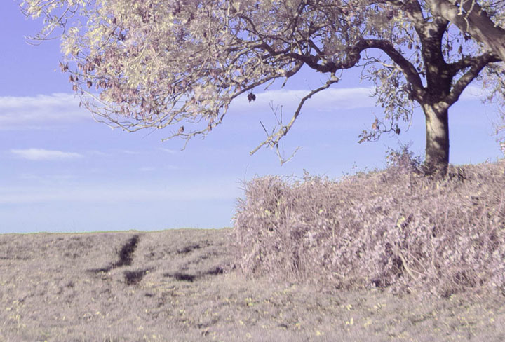 Centre crop of full spectrum photo taken with Canon RF 16mm f/2.8 lens