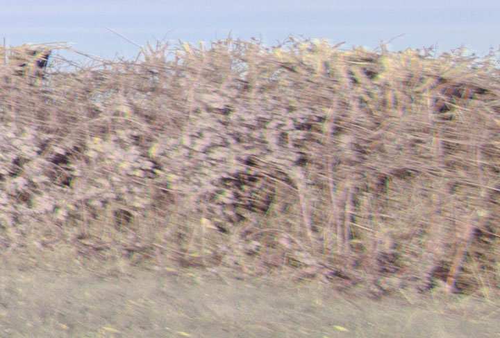 Edge crop of full spectrum photo taken with Canon RF 16mm f/2.8 lens