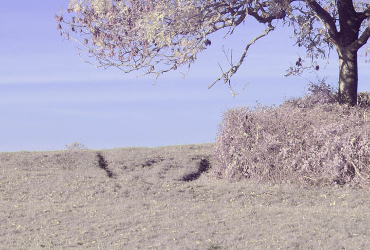 Centre crop of full spectrum photo taken with Canon RF 28mm f/2.8 lens