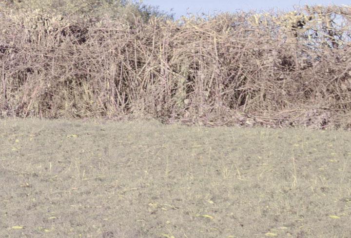 Edge crop of full spectrum photo taken with Canon RF 28mm f/2.8 lens