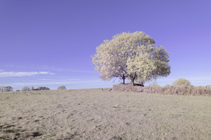 Full spectrum photo taken with Canon RF 28mm f/2.8 lens