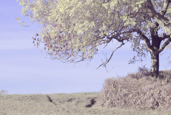 Centre crop of full spectrum photo taken with Canon RF 35mm f/1.8 lens