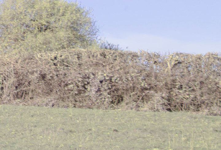 Edge crop of full spectrum photo taken with Canon RF 35mm f/1.8 lens