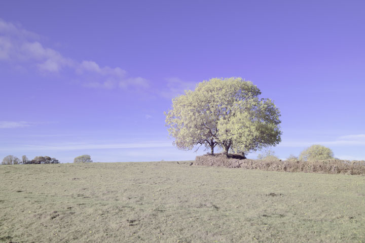 Full spectrum photo taken with Canon RF 35mm f/1.8 lens