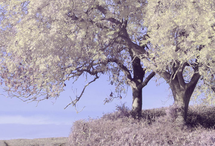 Centre crop of full spectrum photo taken with Canon RF 50mm f/1.8 lens