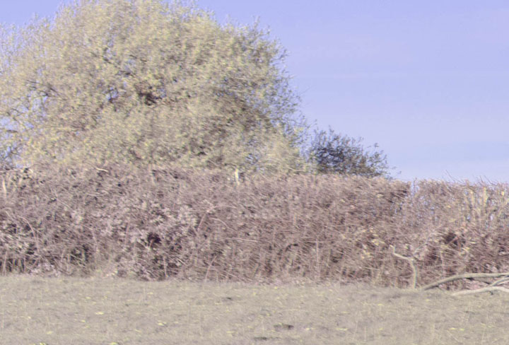 Edge crop of full spectrum photo taken with Canon RF 50mm f/1.8 lens