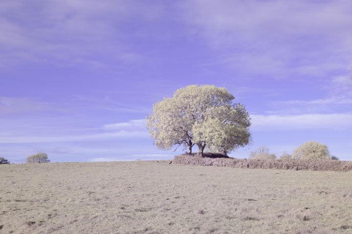 Full spectrum photo taken with Canon RF 50mm f/1.8 lens