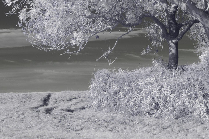 Centre crop of Near-infrared photo taken with Canon RF 16mm at f/8