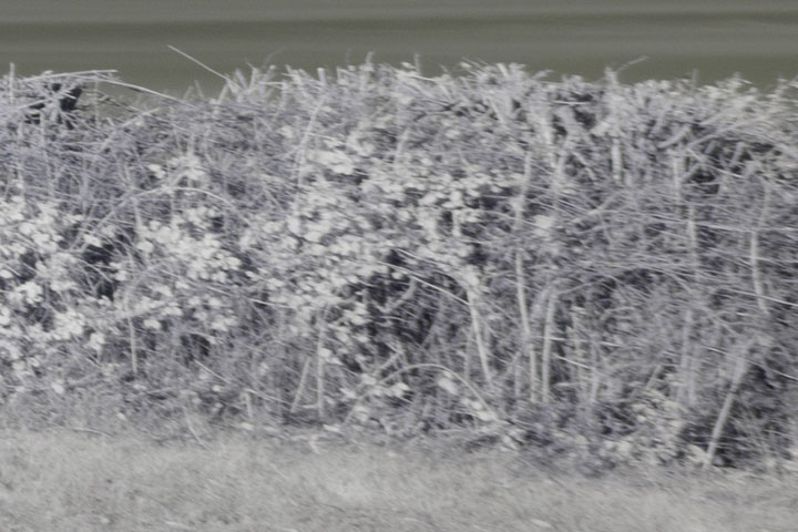 Edge crop of Near-infrared photo taken with Canon RF 16mm at f/8