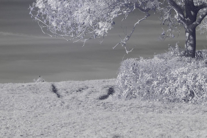 Centre crop of Near-infrared photo taken with Canon RF 28mm at f/8