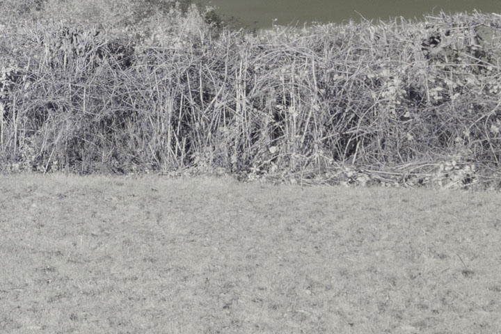 Edge crop of Near-infrared photo taken with Canon RF 28mm at f/8