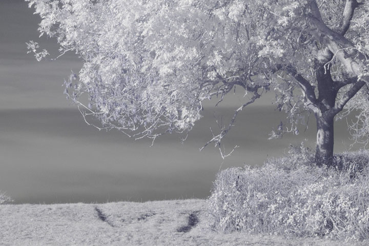 Centre crop of Near-infrared photo taken with Canon RF 35mm at f/8
