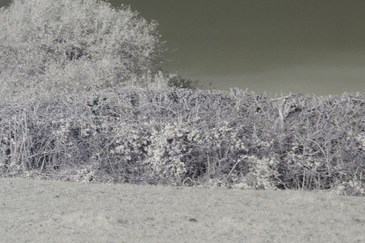 Edge crop of Near-infrared photo taken with Canon RF 35mm at f/8