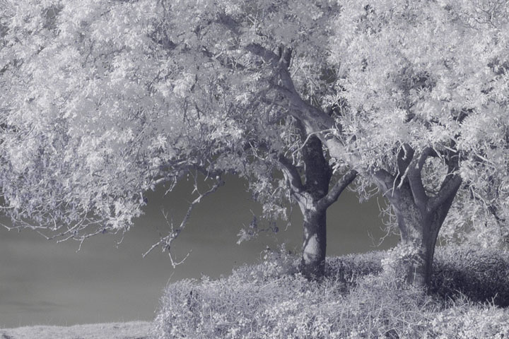 Centre crop of Near-infrared photo taken with Canon RF 50mm at f/8