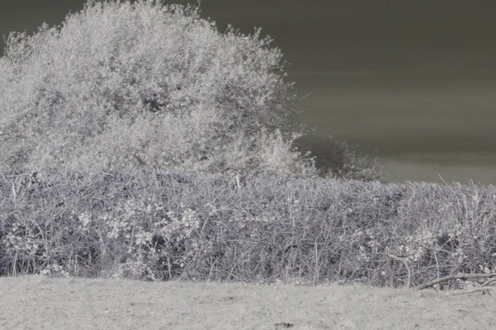 Edge crop of Near-infrared photo taken with Canon RF 50mm at f/8