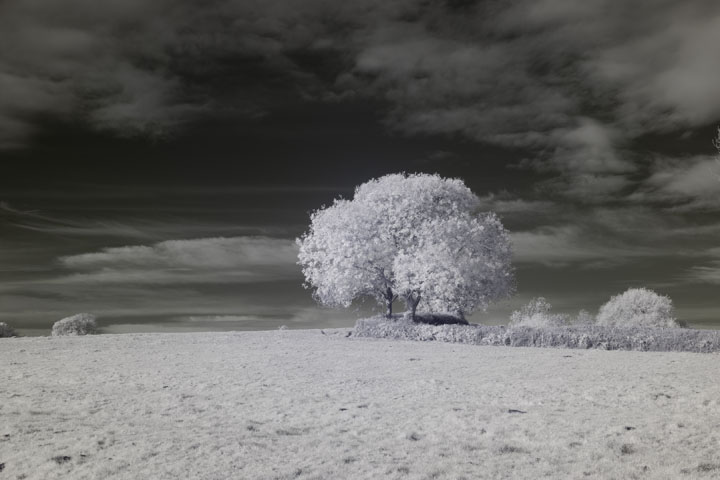 Near-infrared photo taken with Canon RF 50mm at f/8