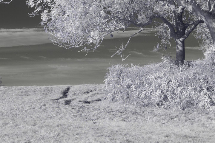 Centre crop of Near-infrared photo taken with Canon RF 16mm at f/2.8