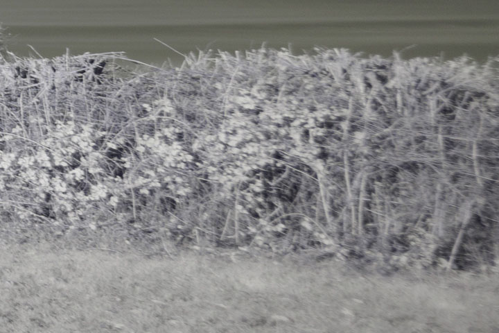 Edge crop of Near-infrared photo taken with Canon RF 16mm at f/2.8