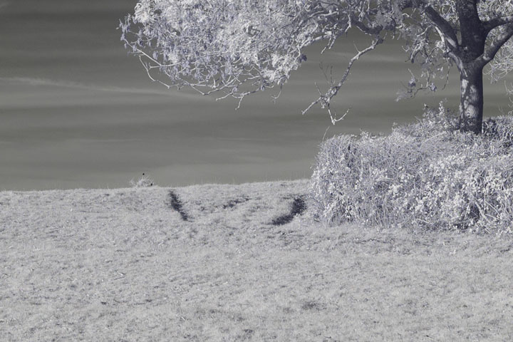 Centre crop of Near-infrared photo taken with Canon RF 28mm at f/2.8