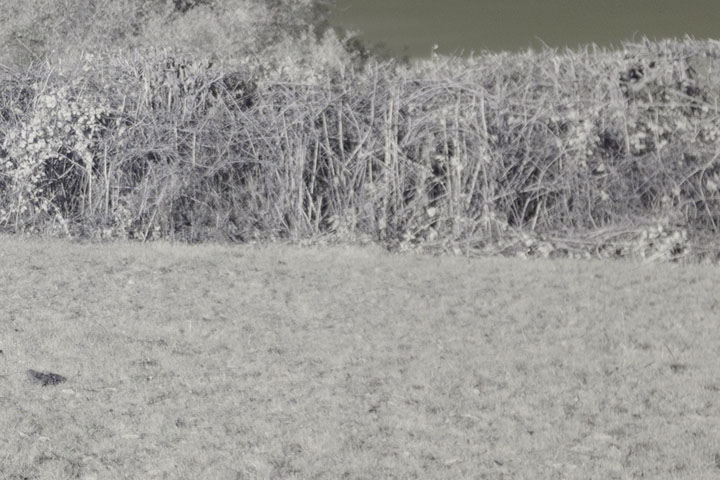 Edge crop of Near-infrared photo taken with Canon RF 28mm at f/2.8