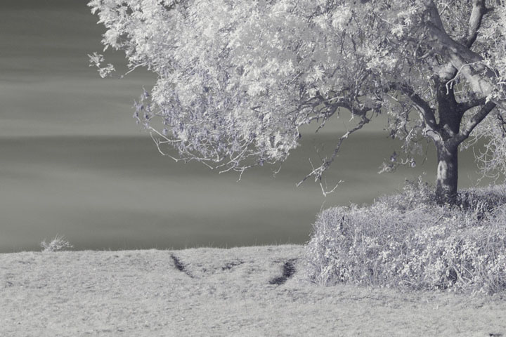 Centre crop of Near-infrared photo taken with Canon RF 35mm at f/1.8