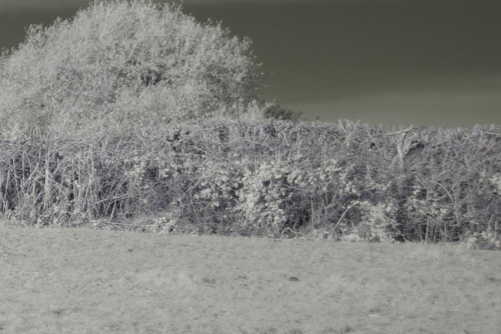 Edge crop of Near-infrared photo taken with Canon RF 35mm at f/1.8