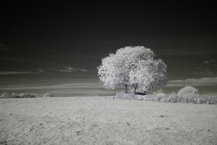 Near-infrared photo taken with Canon RF 35mm at f/1.8