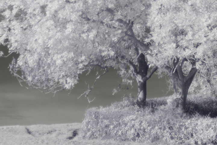 Centre crop of Near-infrared photo taken with Canon RF 50mm at f/1.8