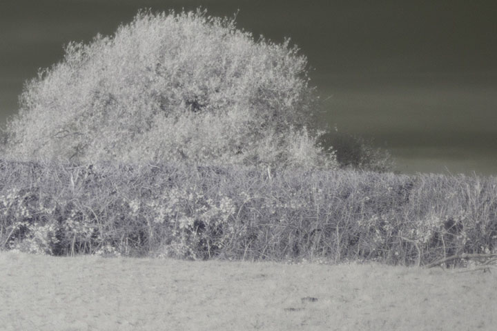 Edge crop of Near-infrared photo taken with Canon RF 50mm at f/1.8