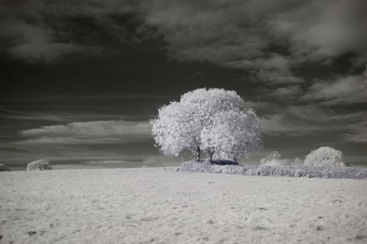 Near-infrared photo taken with Canon RF 50mm at f/1.8