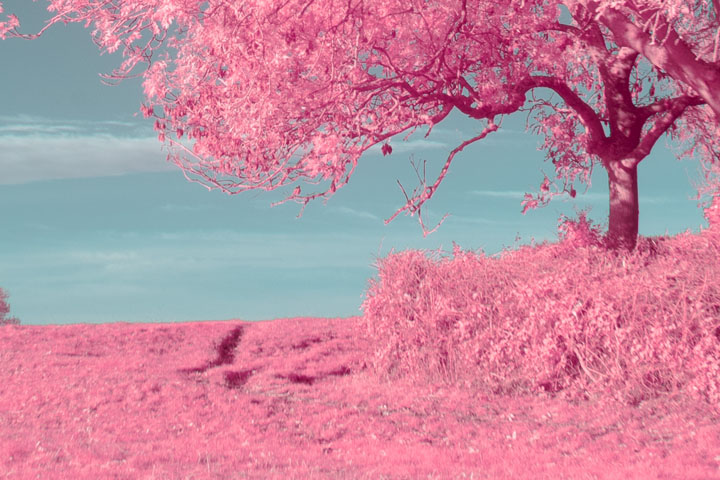 Centre crop of False colour infrared photo taken with Canon RF 16mm f/2.8 lens