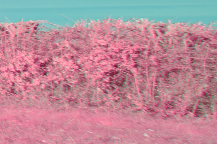 Edge crop of False colour infrared photo taken with Canon RF 16mm f/2.8 lens