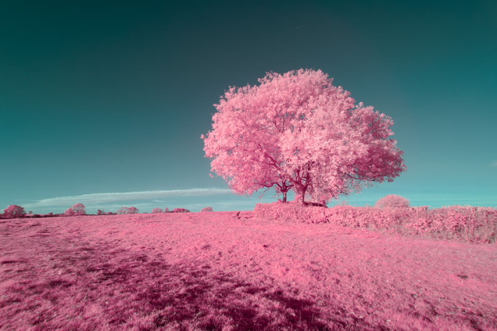 False colour infrared photo taken with Canon RF 16mm f/2.8 lens