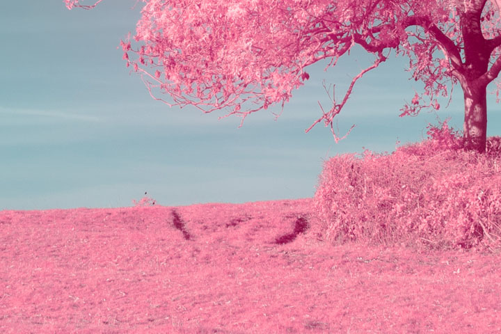 Centre crop of False colour infrared photo taken with Canon RF 28mm f/2.8 lens